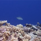 Französisch Polynesien 2008083.jpg