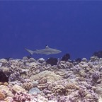 Französisch Polynesien 2008084.jpg