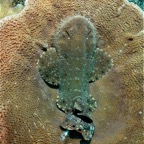 Raja Ampat 201103.jpg
