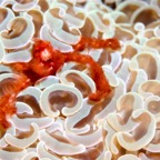 Raja Ampat 201104.jpg