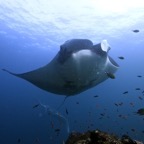 Raja Ampat 201108.jpg