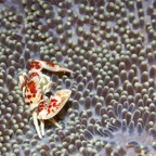 Raja Ampat 201110.jpg