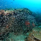 Raja Ampat 201113.jpg