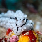 Raja Ampat 201115.jpg
