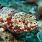 Raja Ampat 201117.jpg