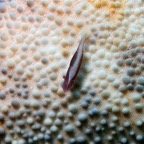 Raja Ampat 201119.jpg