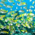 Raja Ampat 201125.jpg