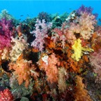 Raja Ampat 201128.jpg