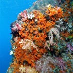 Raja Ampat 201129.jpg