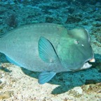 Raja Ampat 201130.jpg