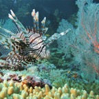 Raja Ampat 201139.jpg