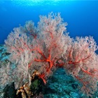 Raja Ampat 201141.jpg