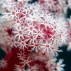 Raja Ampat 201153.jpg