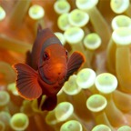 Raja Ampat 201154.jpg