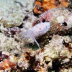 Raja Ampat 201160.jpg