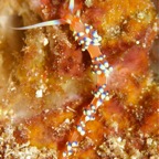 Raja Ampat 201164.jpg