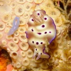 Raja Ampat 201166.jpg