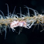 Raja Ampat 201167.jpg