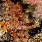 Raja Ampat 201169.jpg