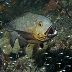 Raja Ampat 201170.jpg