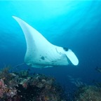 Raja Ampat 201174.jpg