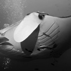 Raja Ampat 201175.jpg