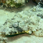 Safaga 201104.jpg