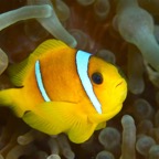 Safaga 201110.jpg