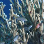 Safaga 201117.jpg