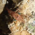 Safaga 201123.jpg