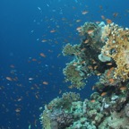 Safaga 201133.jpg