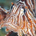 Safaga 201136.jpg