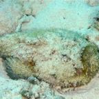 Safaga 201145.jpg