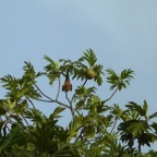 Seychellen 200213.jpg