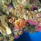 Siladen014.jpg
