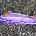 Siladen028.jpg