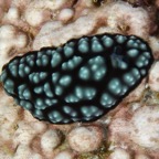 Siladen029.jpg