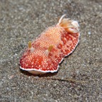 Siladen034.jpg