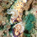 Siladen039.jpg