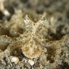 Siladen066.jpg
