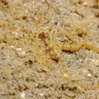Siladen067.jpg