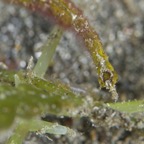 Siladen077.jpg