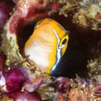 Siladen082.jpg