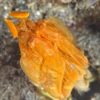 Siladen085.jpg