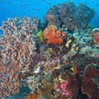 Siladen097.jpg