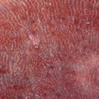 Siladen106.jpg