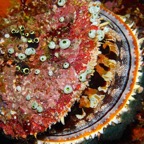Siladen113.jpg