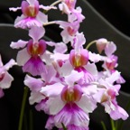 Singapur 201235.jpg