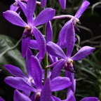 Singapur 201236.jpg