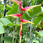 Singapur 201238.jpg